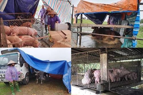 Cảnh tượng nuôi lợn, trâu bò mùa lũ chưa từng thấy ở Nghệ An