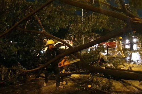 Hàng chục cây xanh bật gốc trong cơn mưa lớn ở TP Hồ Chí Minh