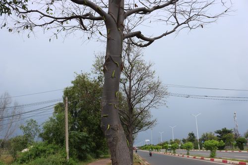 Kinh hãi cảnh sâu lạ 'tấn công' hàng trăm cây xanh ven đường Vũng Tàu