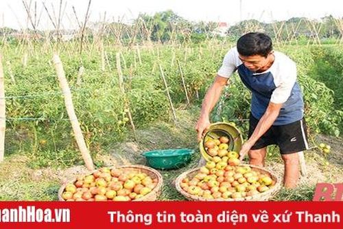Những cánh đồng liên kết doanh nghiệp, HTX và nông dân