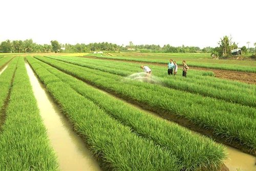 Hạn chế chuyển đổi đất lúa sang đất phi nông nghiệp