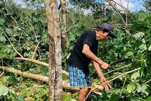 Người trồng cao su trắng tay sau bão số 9