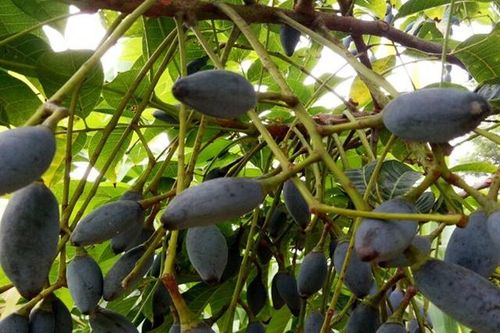 Thu về nhớ trám Hoàng Vân
