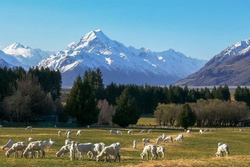 Nhập khẩu hằng năm của New Zealand tiếp tục giảm