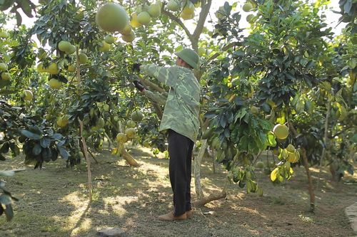 Việt Nam phấn đấu sản xuất nông nghiệp hữu cơ như các nước tiên tiến