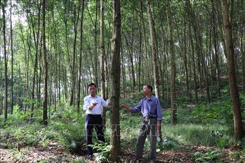 Yên Bái trồng mới hơn 16.700 ha rừng