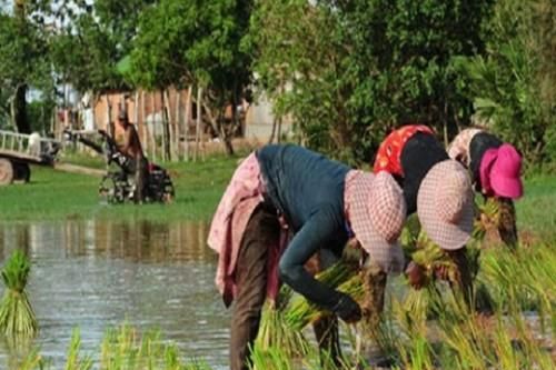 Bất ngờ thông tin Campuchia xuất khẩu sang Việt Nam hơn 1,4 triệu tấn thóc trong 1 tháng