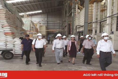 Giá gạo nội địa ổn định ở mức cao