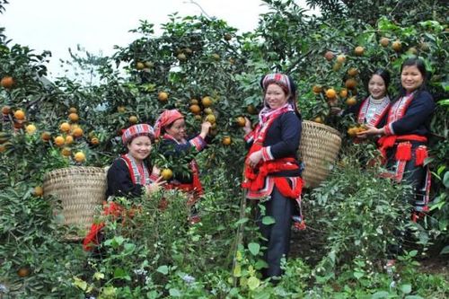 Xây dựng thương hiệu để đặc sản Hà Giang đạt OCOP