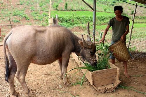 Tủa Chùa đào tạo nghề cho lao động nông thôn