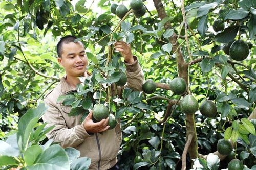 Nỗi lo từ việc phát triển nóng cây bơ