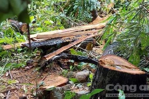 Vụ phá rừng gần 2 trạm bảo vệ: Phát hiện thêm rừng Kông Chro bị phá