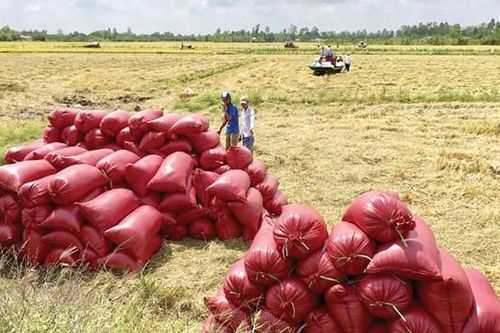 Phát triển thế mạnh nông nghiệp hữu cơ