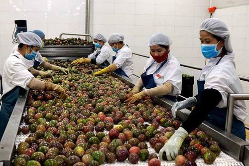 Phát triển bền vững cây chanh leo