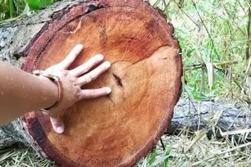 Lại phát hiện rừng ở Kông Chro bị 'lâm tặc' đốn hạ