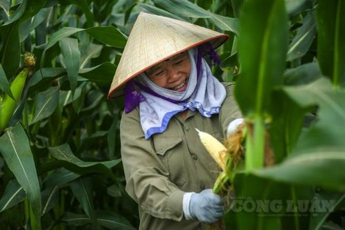 Trồng ngô sinh khối tăng hiệu quả kinh tế cao cho nông dân