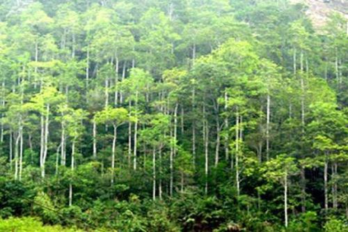 Mỗi năm thu được 3000 tỷ đồng chi trả dịch vụ môi trường rừng