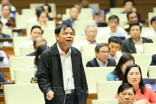 Từng bước phục hồi diện tích rừng tự nhiên bị tàn phá sau chiến tranh