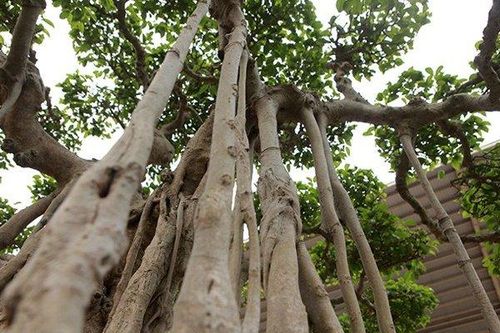 Cây cảnh 'lực sĩ'18 tỷ đồng, báu vật để đời hay đại gia 'chém gió'?