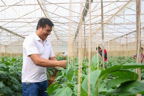 Tiên phong trồng ớt chuông ở vùng nông thôn