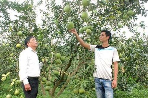Đoan Hùng hiện có hơn 2.450 ha bưởi