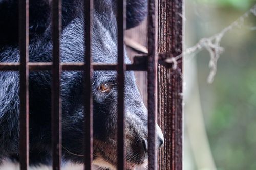 Giải cứu thành công hai cá thể gấu ngựa tại Phú Thọ