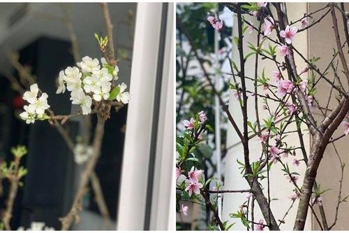 Hoa lê, đào rừng nở sớm hút khách Hà thành, người bán 'hốt bạc'