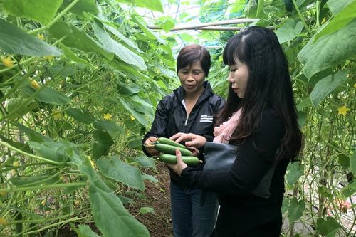 Liên kết tiêu thụ nông sản: Các bên đều hưởng lợi