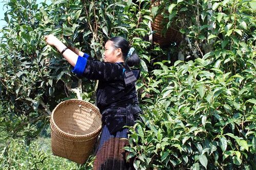 Điện Biên quảng bá, tiêu thụ sản phẩm OCOP