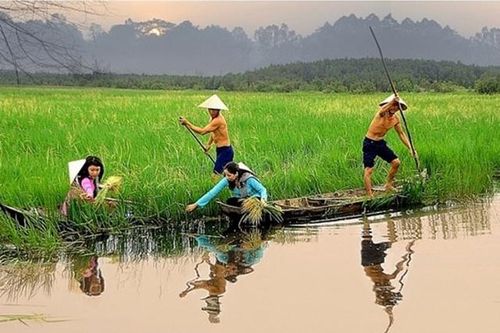 'Kho báu gene' trong 21 giống lúa ma ở Việt Nam