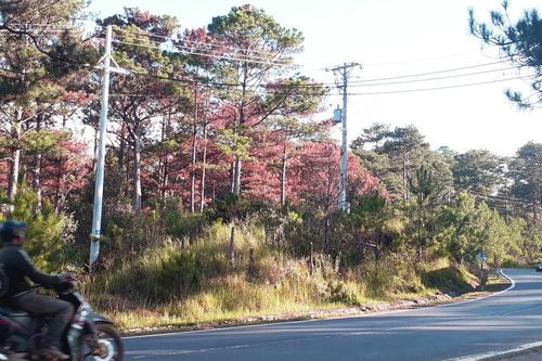 Xác định thủ phạm phá rừng phòng hộ ven đường Đà Lạt-Nha Trang
