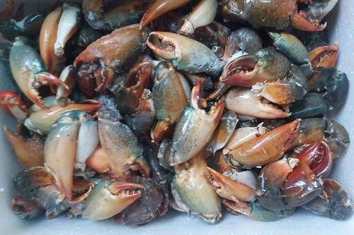 Tiếc thứ gãy rụng từ cua biển, dân buôn gom lại bán rẻ một nửa, khách mua ầm ầm