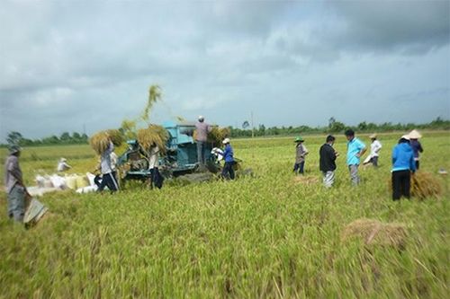 An Giang: Tạo vùng nguyên liệu sản xuất lúa Nhật chất lượng cao