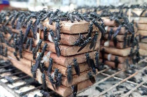 Nuôi ruồi lính đen kết hợp với chăn nuôi đạt giá trị kinh tế cao