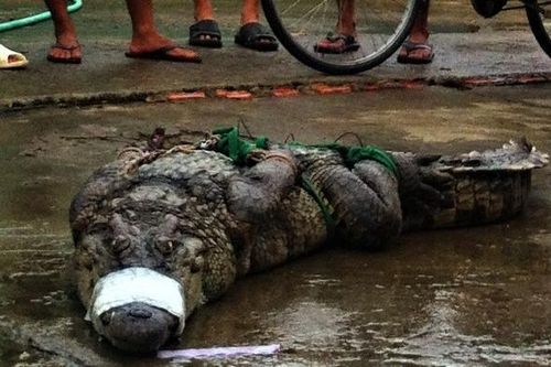 Lại phát hiện thêm hai con cá sấu sổng chuồng ở Cà Mau