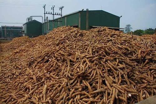 Xuất khẩu sắn tăng rất mạnh trong năm nay