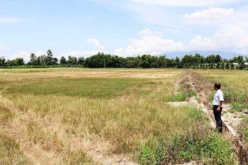 Cam Lâm: Chậm chuyển đổi cây trồng