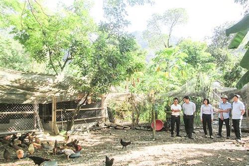 Hiệu quả từ mô hình nuôi gà bản địa sinh sản