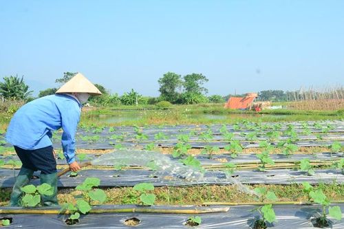Trồng rau vụ đông 'một vốn bốn lời'