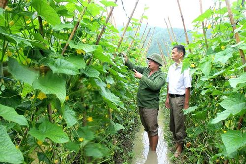Sơn Dương phát triển vùng dưa chuột