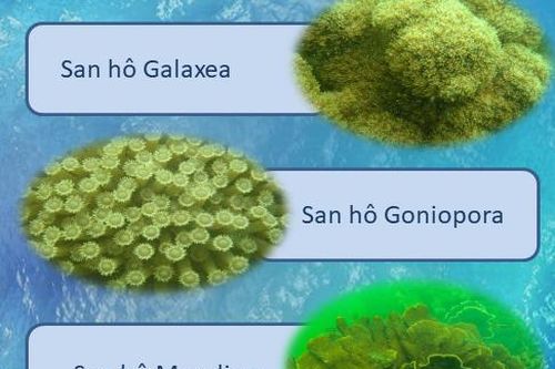 Ngắm hệ sinh thái san hô Vịnh Hạ Long