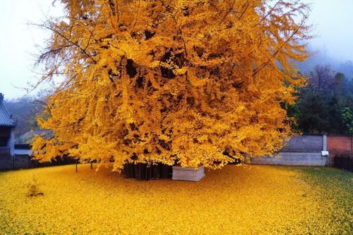 Cây lá vàng nghìn tuổi ở Trung Quốc vào độ đẹp nhất năm