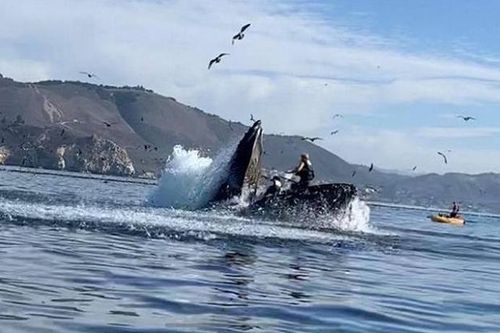 Hai người suýt bị cá voi lưng gù nuốt chửng ở California