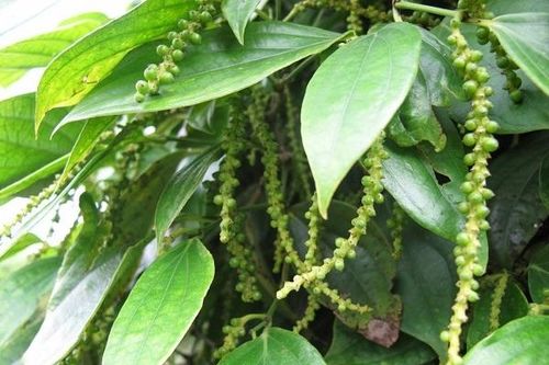Giá tiêu hôm nay 5/11: Không giữ được đà tăng, sản lượng tiêu đang giảm trước tác động kép