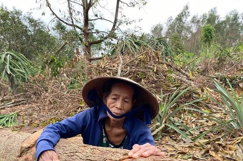 Quảng Ngãi: 'Thủ phủ' cây ăn quả thất thủ sau mưa bão