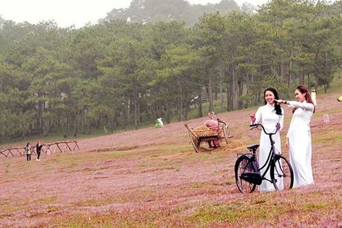 Không tổ chức mùa hội cỏ hồng Lang Biang