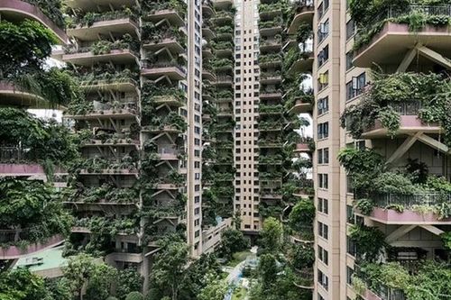 'Chung sống' với cây xanh ở chung cư