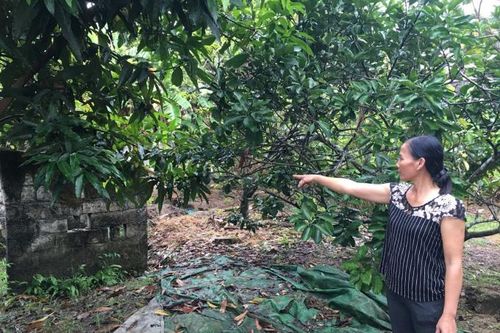 Hải Phòng: UBND huyện Thủy Nguyên đem đất của người này 'cấp sổ đỏ' cho người khác!