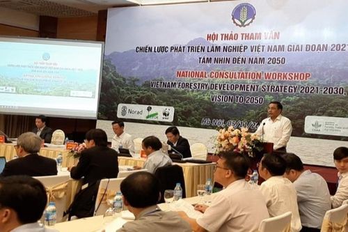 Chỉ tiêu trồng rừng đã vượt xa mục tiêu