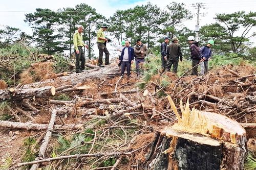 'Đầu độc' 59 cây thông, chỉ xử phạt 11 triệu đồng